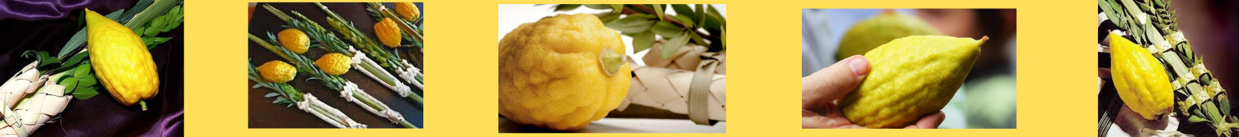 How to Buy a Lulav and Etrog