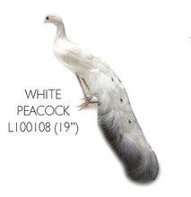 White Peacock 19"