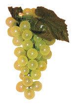 5" grape cluster - priced per dozen