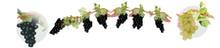 9' Grape Garland - 9 clusters