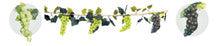 9' Plastic Grape Garland - 10 large clusters