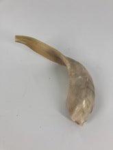 Shofar (Ram Horn) SH2 12/13"