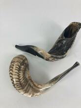 Shofar (Ram Horn)  SH5 Extra Large 16/17"