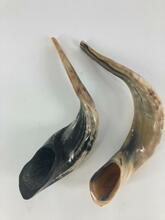 Shofar (Ram Horn) SH6 Extra Extra Large 17/18"