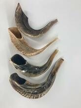 Badatz Shofar (Ram Horn) Size SH5B