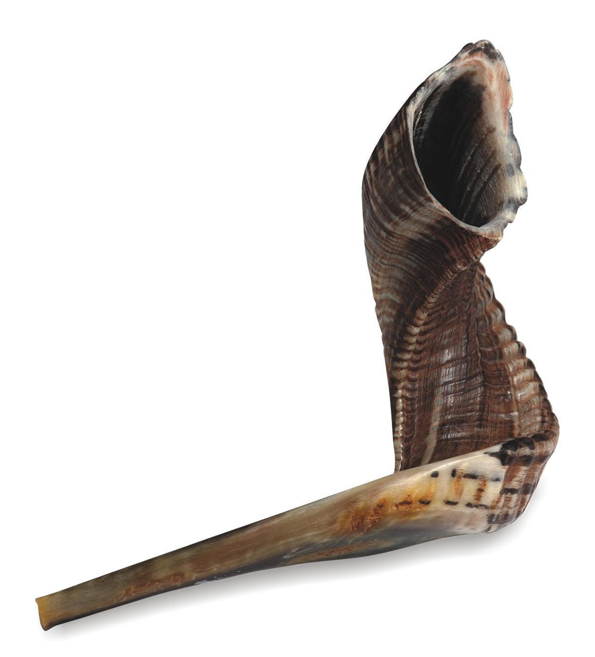 Kosher Shofar size 7, 55-50 cm