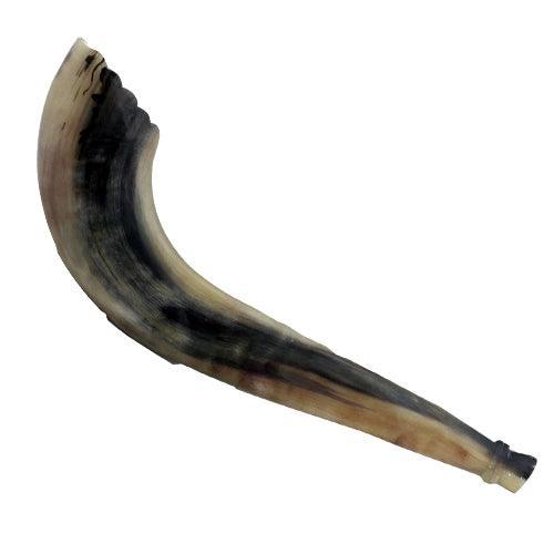 Kosher Moroccan Shofar size 5, 40-45 cm