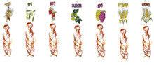 Set of Shivat HaMinim - Pack of 12