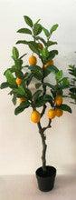 Lemon Tree - Big Lemons