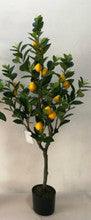 Lemon Tree - Small Lemons