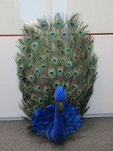 Huge Peacock 36"
