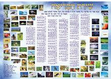 Laminated Poster 20" x 28"-- Shirat Habriah