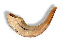 Shofar (Ram Horn) SH3 Medium 13/14"