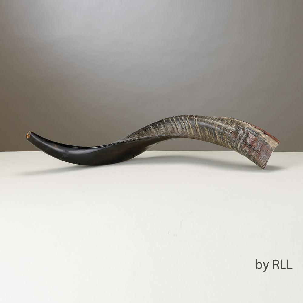 SHOFAR, YEMENITE,  APPROX 60 CM - 24 INCH
