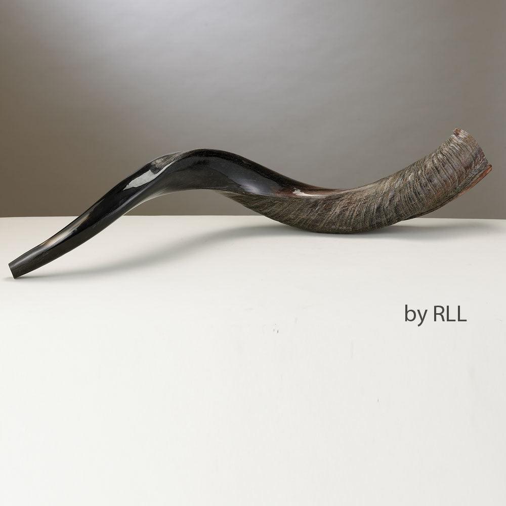 SHOFAR, YEMENITE,  APPROX 75 CM - 30 INCH